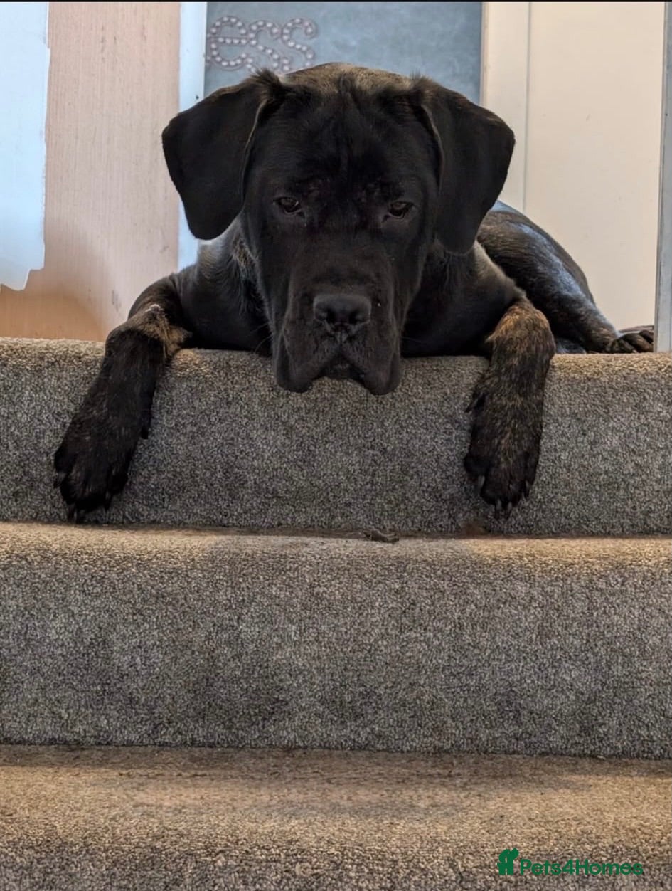 Cane Corso dogs Male Cane corso  - Advert 3