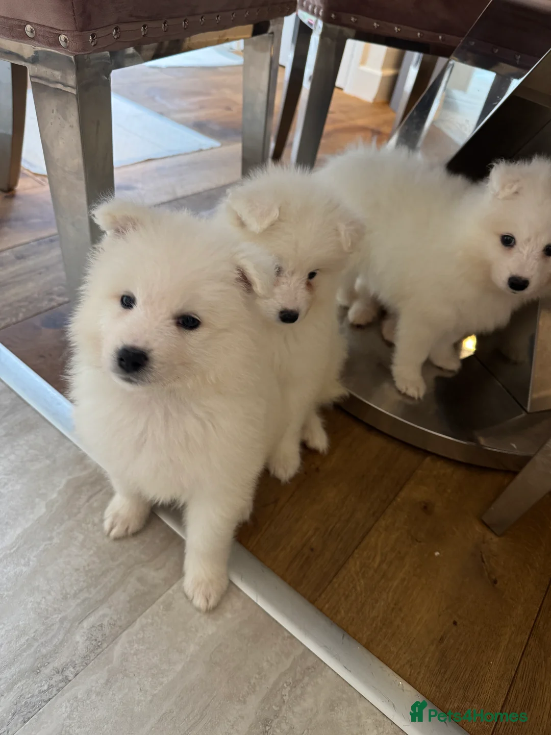 Samoyed dogs for sale: Samoyed Puppies - Advert 1