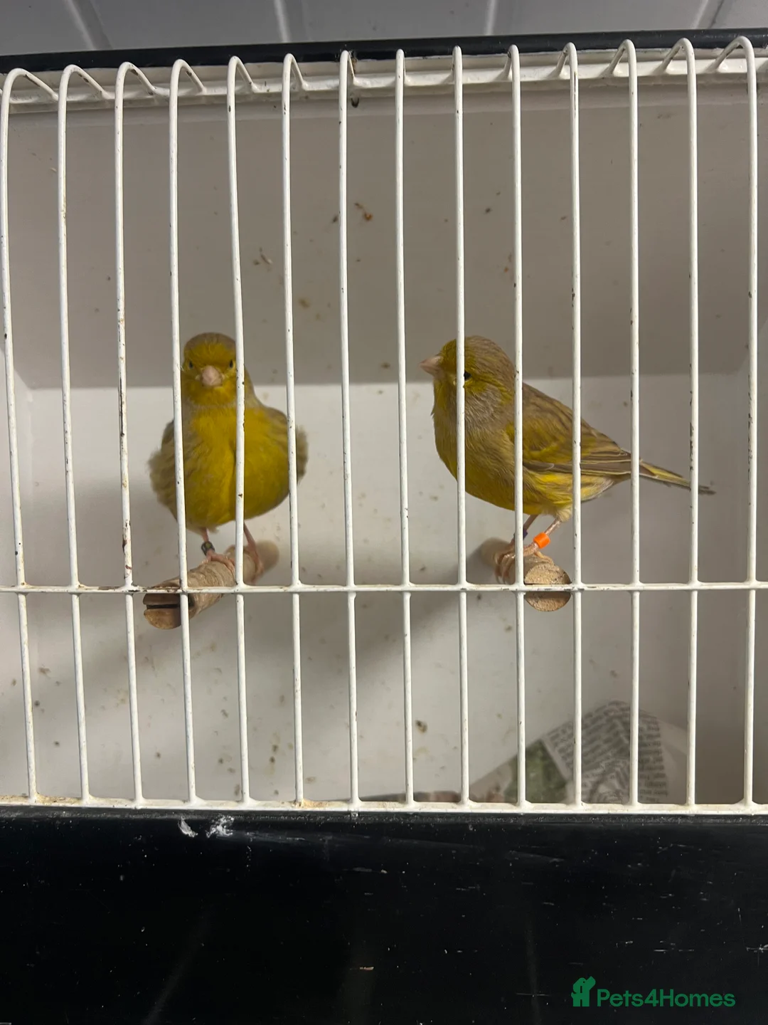Mixed Breed birds for sale: Canaries, budgies - Advert 13