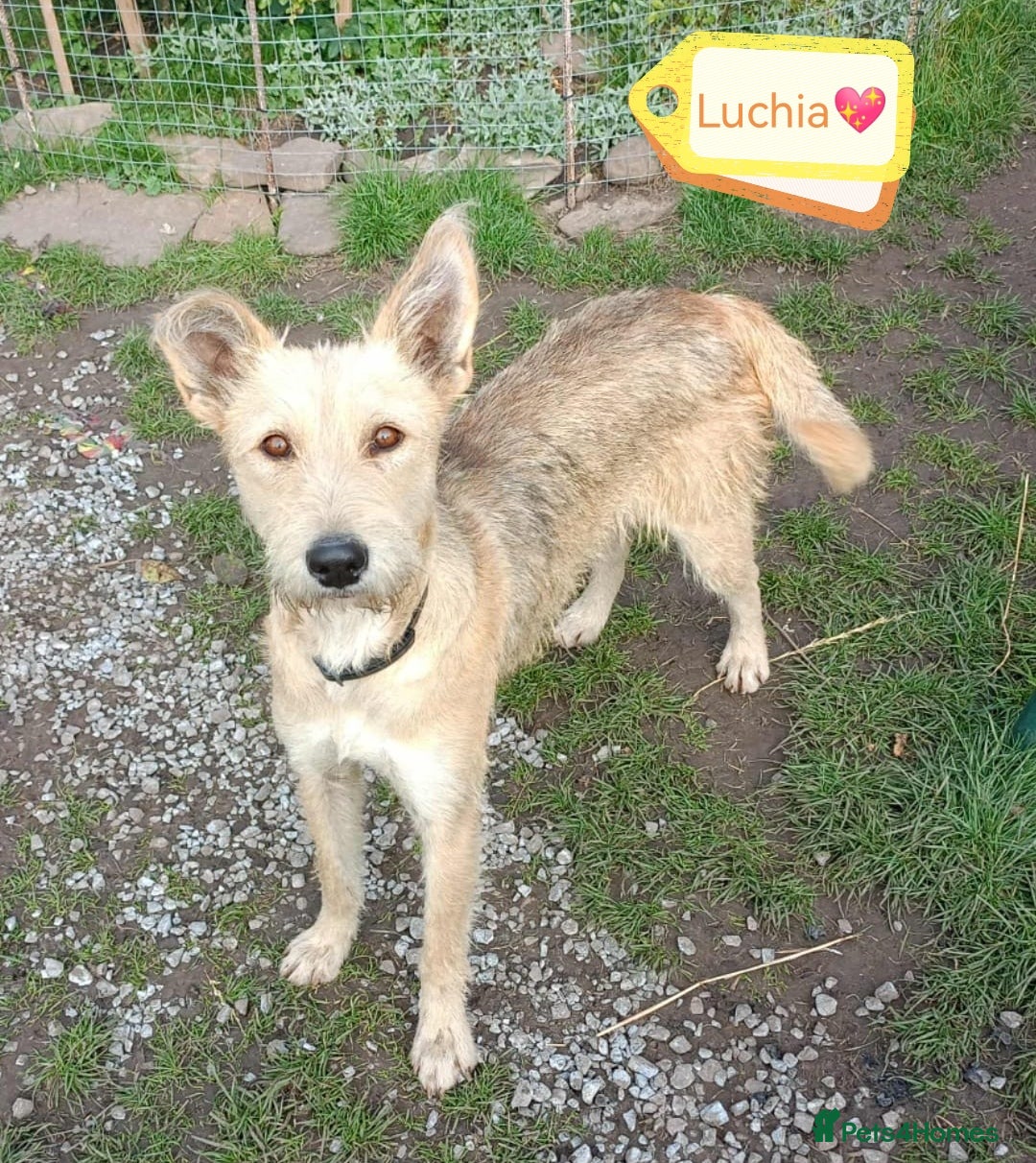 Mixed Breed dogs for adoption: 💖🐶 LUCHIA 🐶💖 - Advert 2