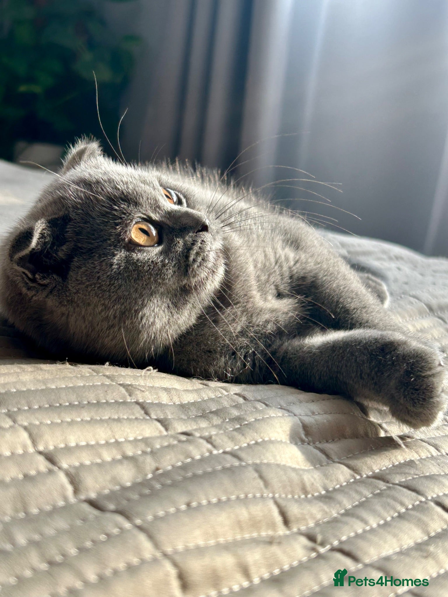 Scottish Fold cats Beautiful Scottish fold - Advert 1