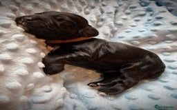 Sprocker dogs for sale: 9 gorgeous Sprocker pups - Image 20