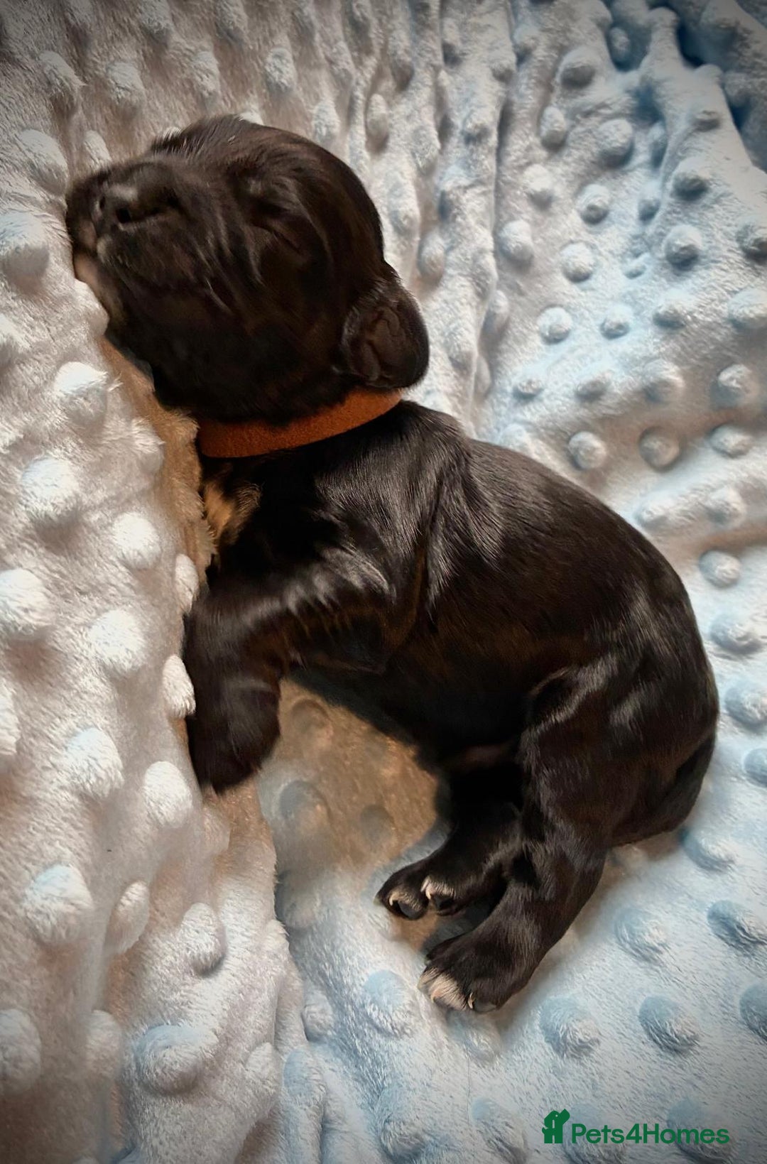 Sprocker dogs for sale: 9 gorgeous Sprocker pups - Image 20