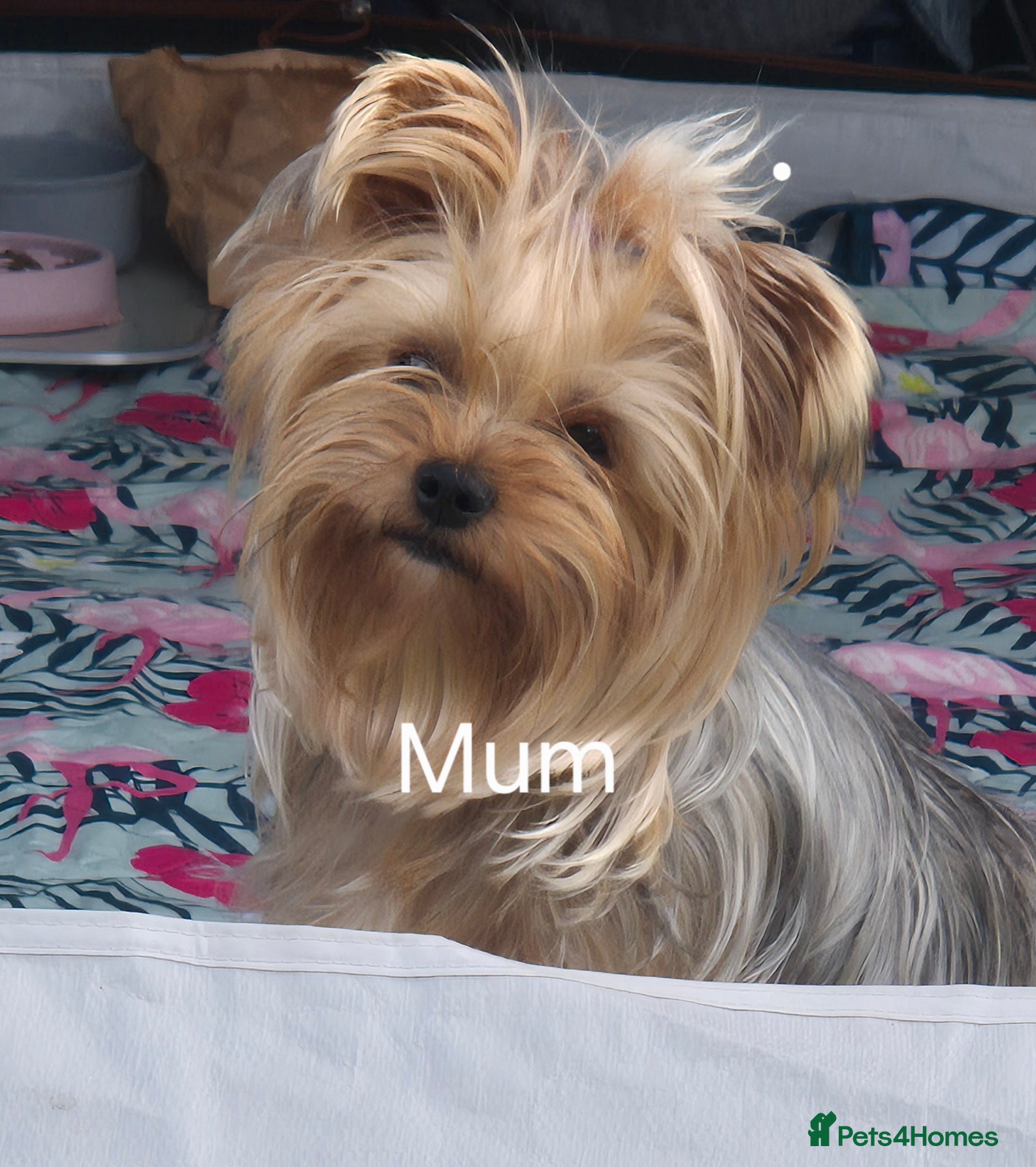 Yorkshire Terrier dogs for sale:  KC Registered Yorkshire Terrier Puppies  - Advert 13