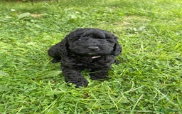 Cockapoo dogs for sale: F1B Cockapoo puppies  - Image 6