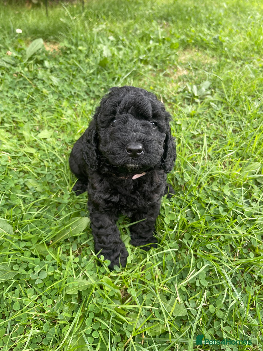 Cockapoo dogs for sale: F1B Cockapoo puppies  - Image 6