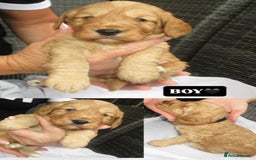 Cockapoo dogs for sale: Stunning F1 cockapoo puppies  - Image 4