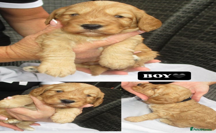 Cockapoo dogs - Advert 7
