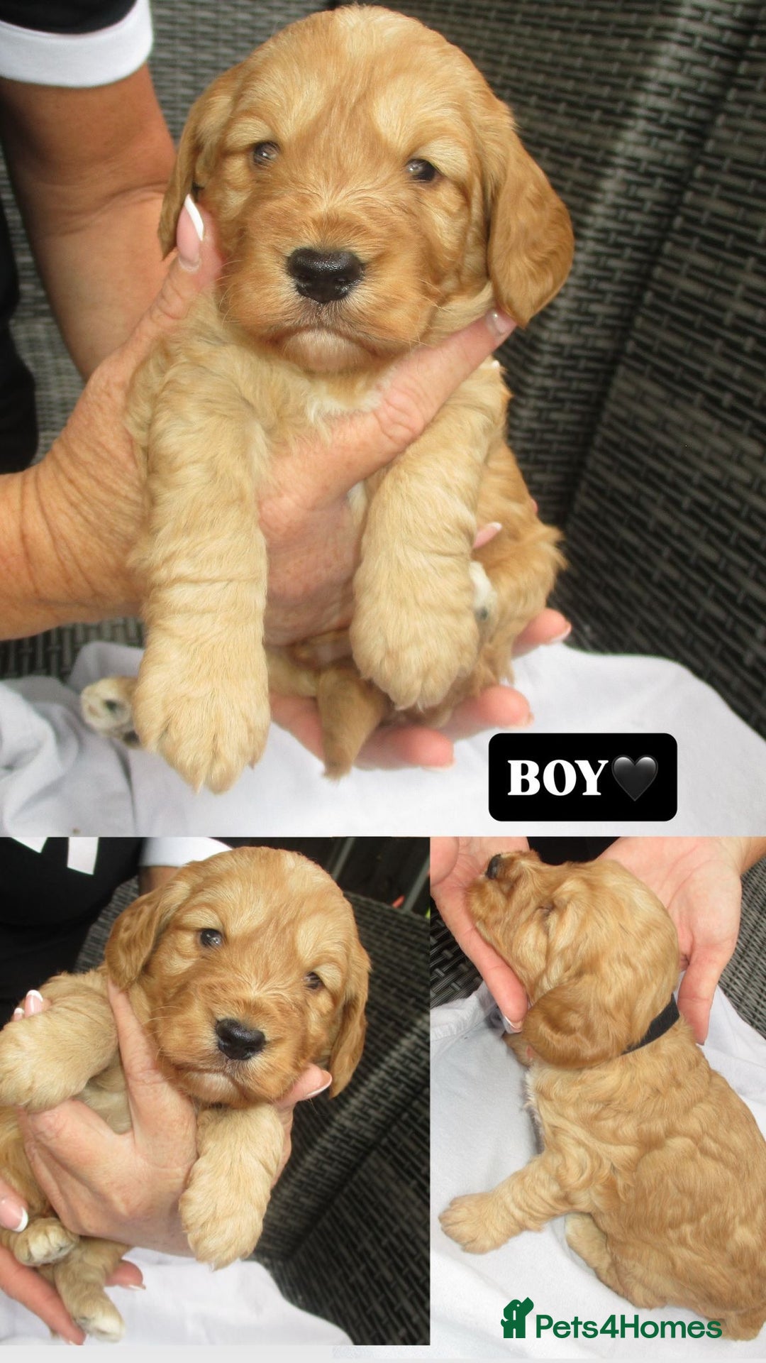 Cockapoo dogs for sale: Stunning F1 cockapoo puppies  - Image 4