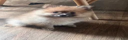 Pomeranian dogs for sale: Pomeranian Puppies - Advert 10