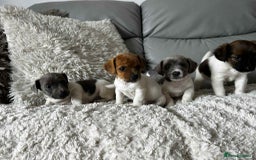 Jack Russell dogs for sale: Jack Russell puppies  - Image 3
