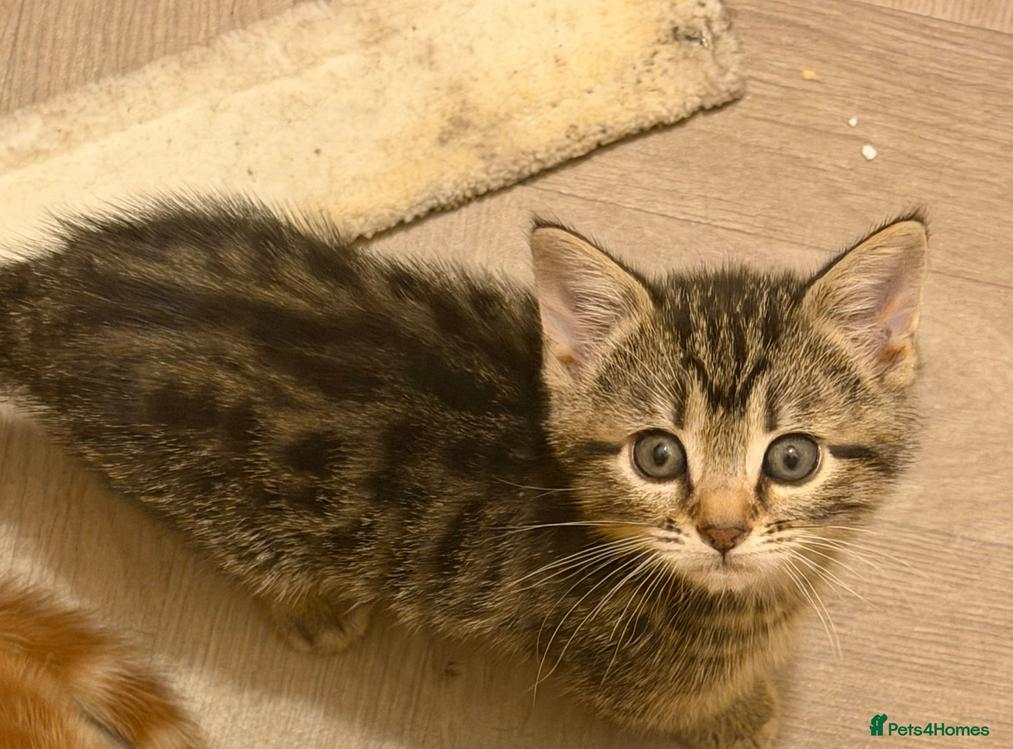 Mixed Breed cats for sale: Beautiful kittens ready for new home.  - Advert 2