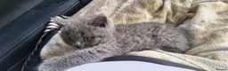 British Shorthair cats for sale: British shorthair  - Advert 6