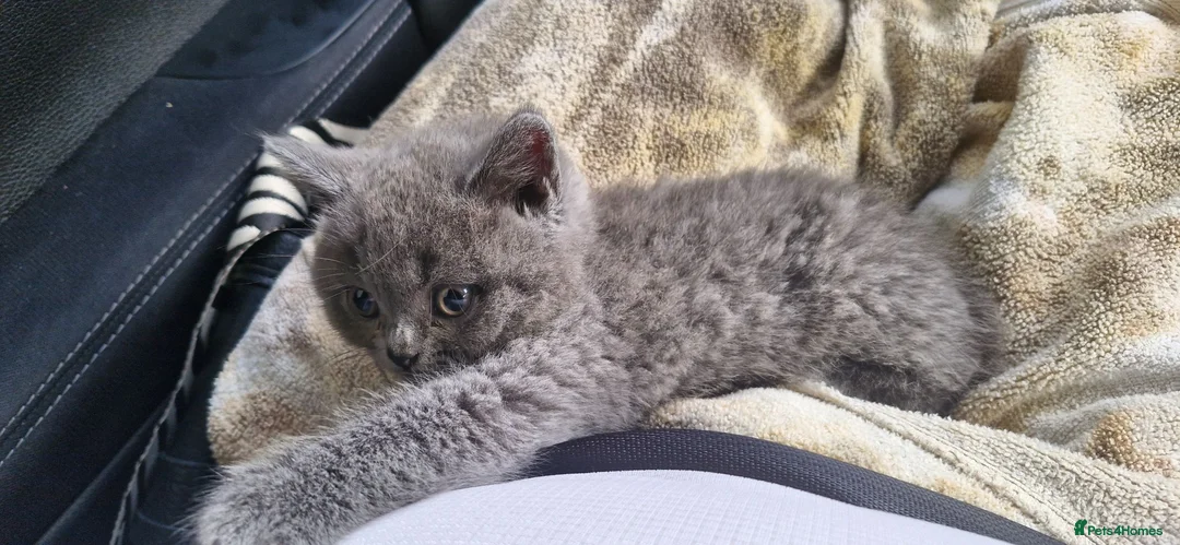 British Shorthair cats for sale: British shorthair  - Advert 6