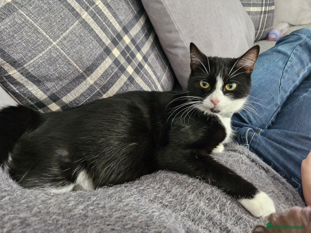 Mixed Breed cats for sale: Kittens for sale  - Advert 1