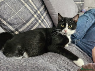 Mixed Breed cats Kittens for sale - Advert 3