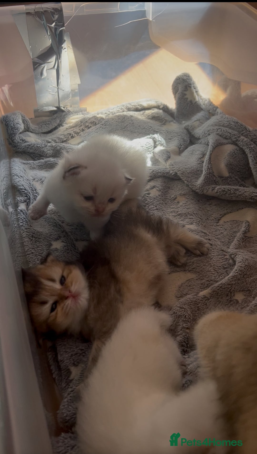 British Longhair cats for sale: Top qualityBritish longhaired kitten white&golden  - Image 5