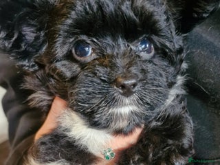 Mixed Breed dogs - Advert 2