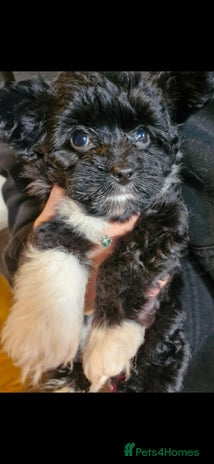 Mixed Breed dogs - Advert 4