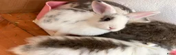 Mini Lion Lop rabbits for sale: Adorable lion lops ready for there forever home! - Advert 3