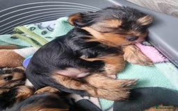 Yorkshire Terrier dogs for sale: Puppies for sale  - Image 3