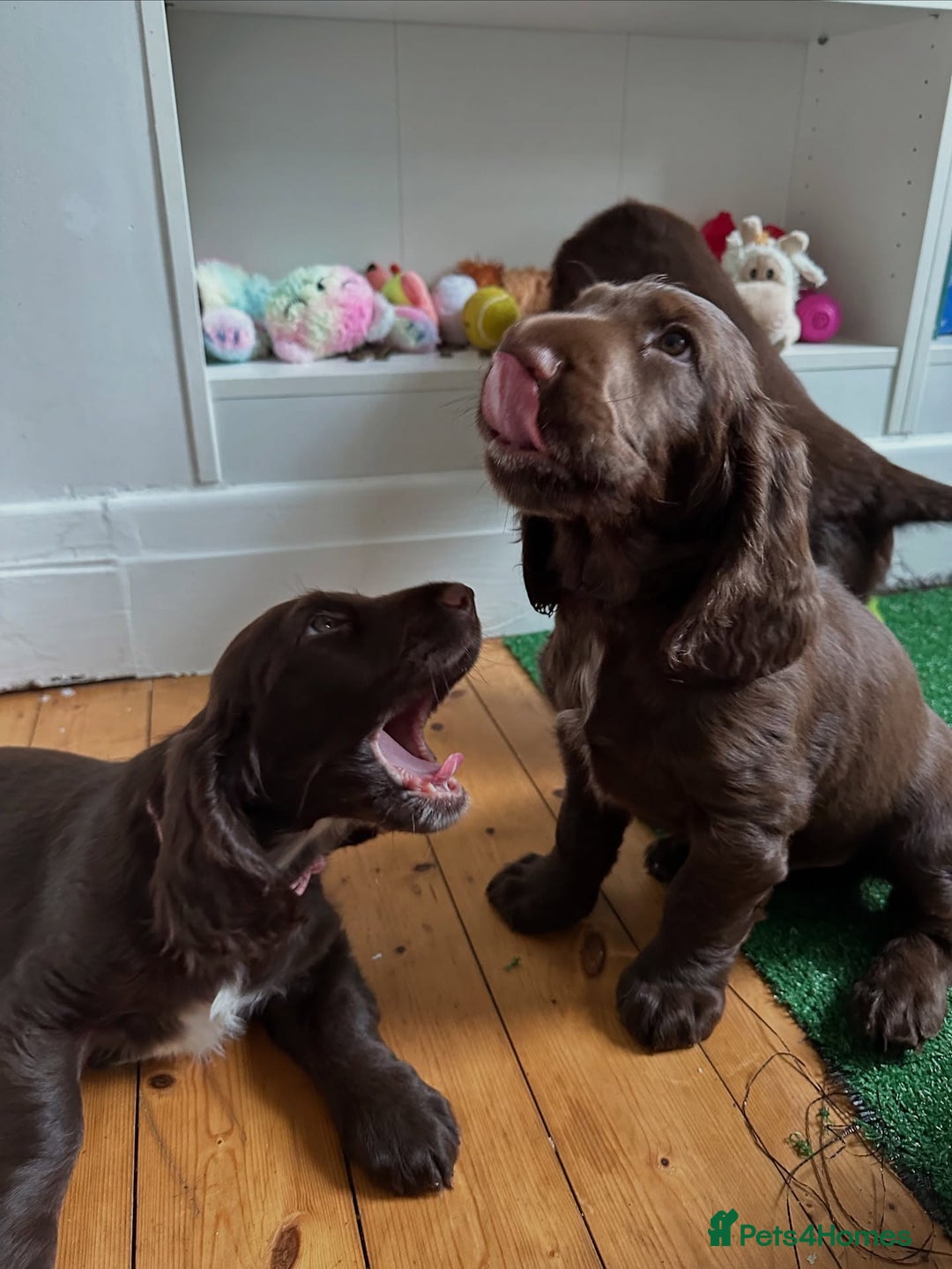 Field Spaniel dogs for sale: Field Spaniel Pups–Healthy, Happy, and Socialized! - Advert 2