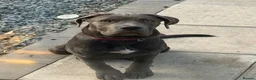 Cane Corso dogs for sale: This is Zola cane corso  in Sunderland - Advert 4