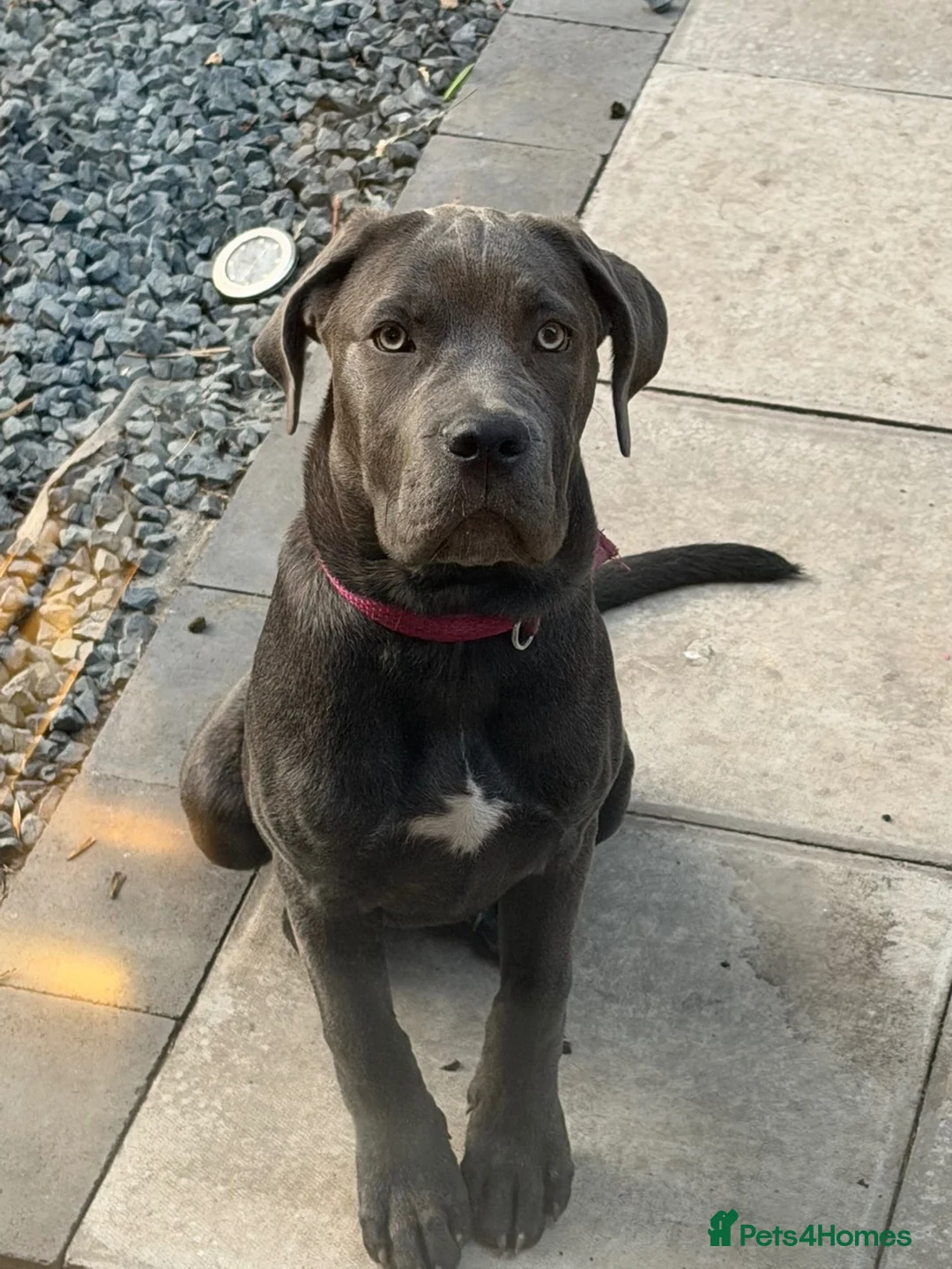 Cane Corso dogs for sale: This is Zola cane corso  in Sunderland - Advert 4