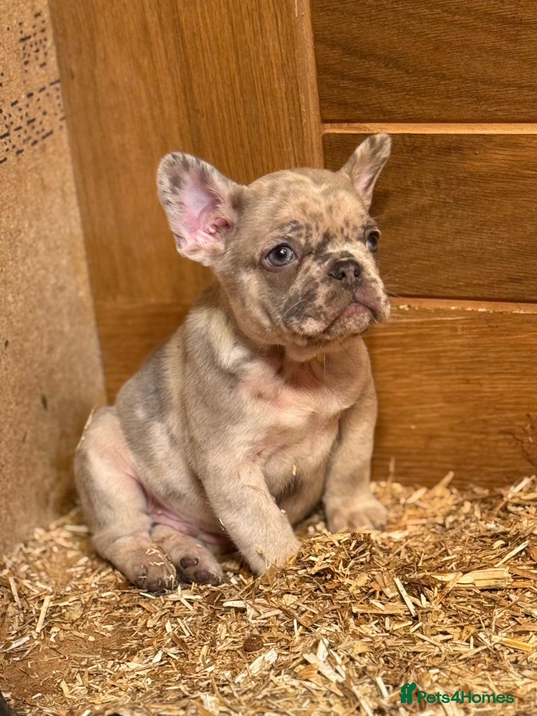 French Bulldog dogs for sale: Fluffy carrier French bull dog puppies  - Advert 2