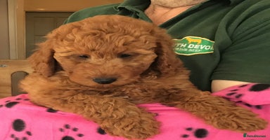 Cockapoo dogs - Advert 2