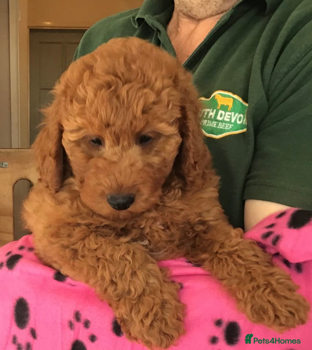 Cockapoo dogs for sale: 5* F1B Miniature Labradoodle Puppies - Image 3