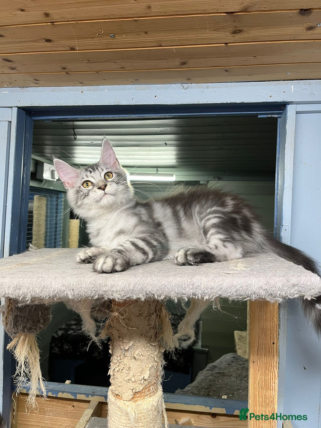 Maine Coon cats for sale: 2 Maine Coon Boys Ready To Go! - Image 5