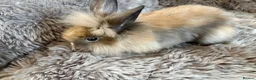 Lionhead rabbits for sale: 4 beautiful baby rabbits ready for there new homes - Advert 5