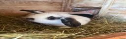 Mini Lop rabbits for sale: Mini lop rabbits - Advert 4