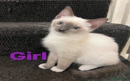 Ragdoll cats for sale: Adorable kittens Ragdoll for sale  - Image 6