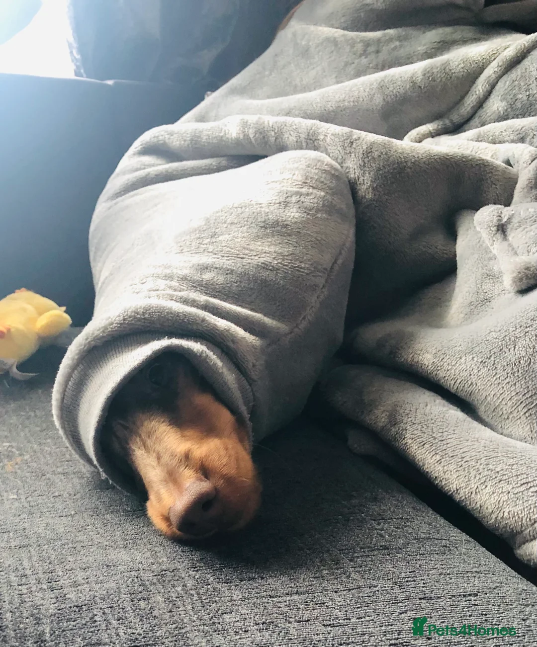 Dachshund dogs for stud: PROVEN KC Reg Longhaired dapple dachshund for STUD in Middlesbrough - Advert 7