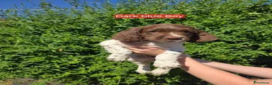 English Springer Spaniel 1