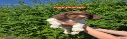 English Springer Spaniel dogs for sale: 7 Springer Spaniel Puppies ready for collection  - Advert 11