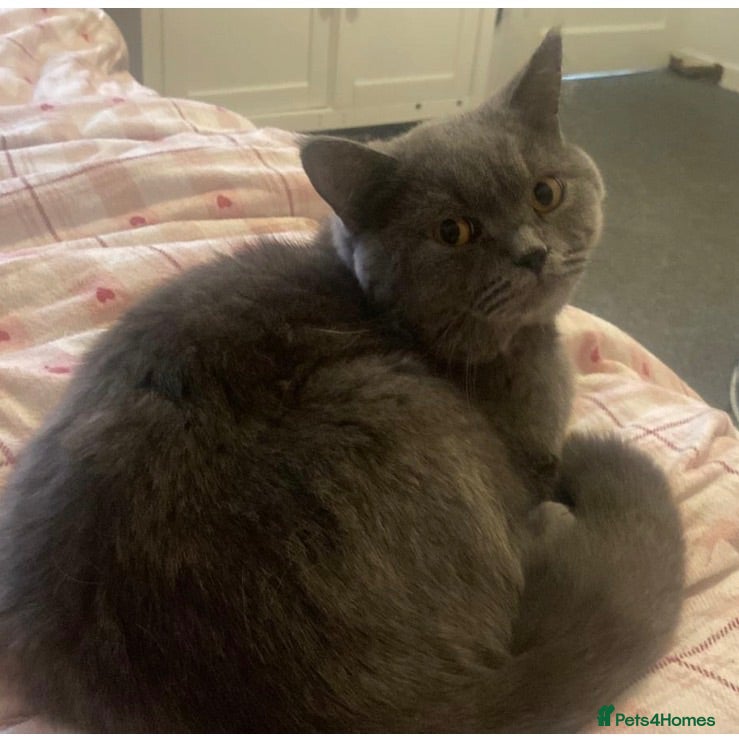 British Shorthair cats Registered GCF Active  - Advert 2