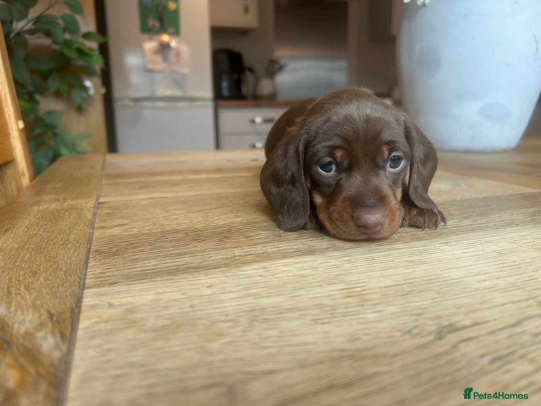 Miniature Dachshund dogs for sale: True miniature dachshund  - Image 8