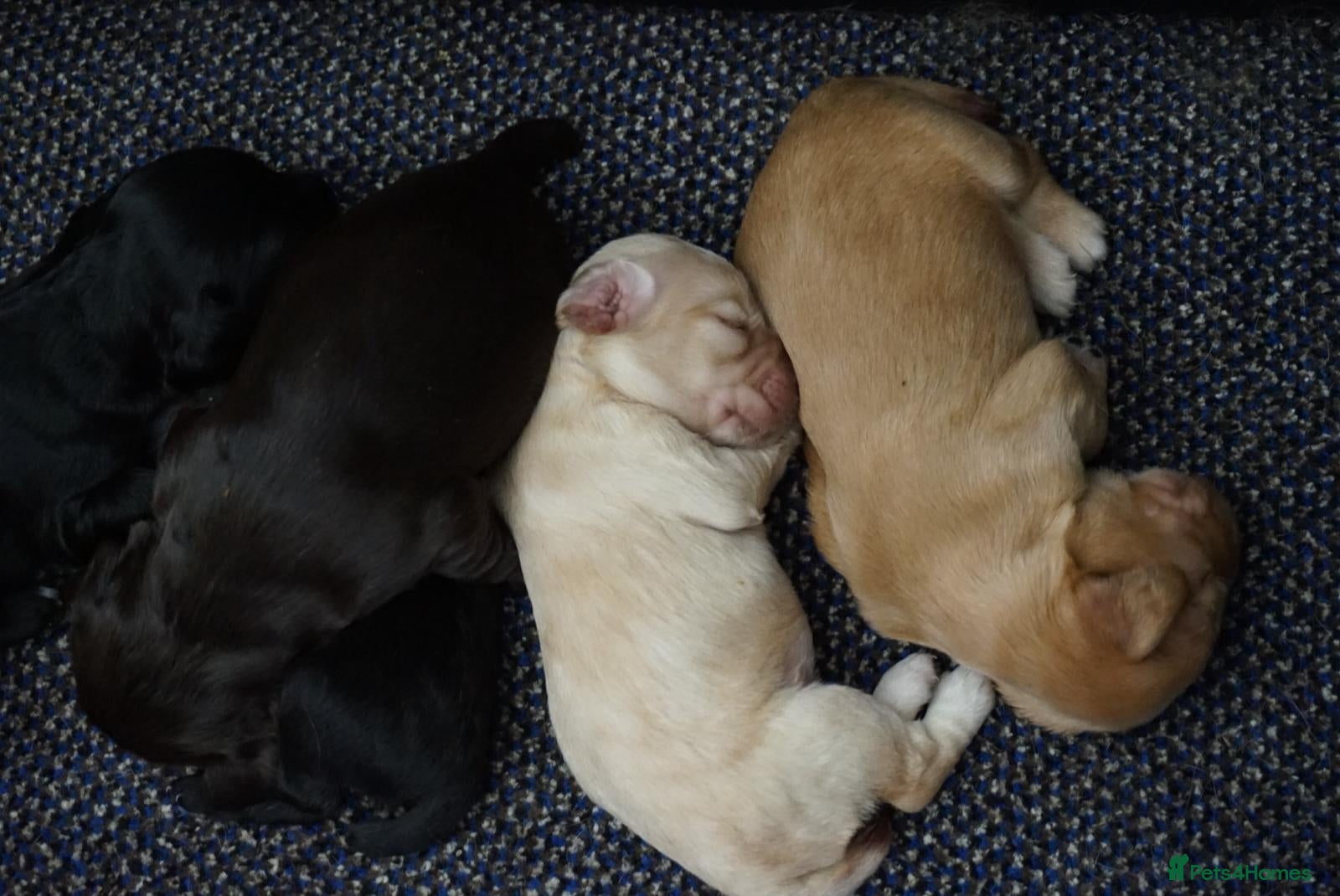 Cocker Spaniel dogs for sale: Cocker Spaniel puppies in Diss - Advert 5
