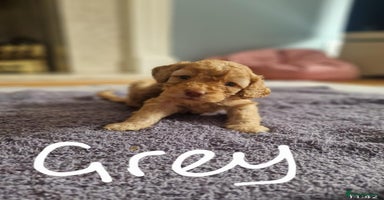 Cavapoo dogs - Advert 16