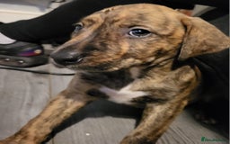 Mixed Breed dogs for sale: 8 beautiful presa canario x huntaway puppies  - Image 13