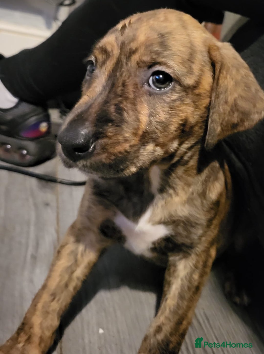 Mixed Breed dogs for sale: 8 beautiful presa canario x huntaway puppies  - Image 13