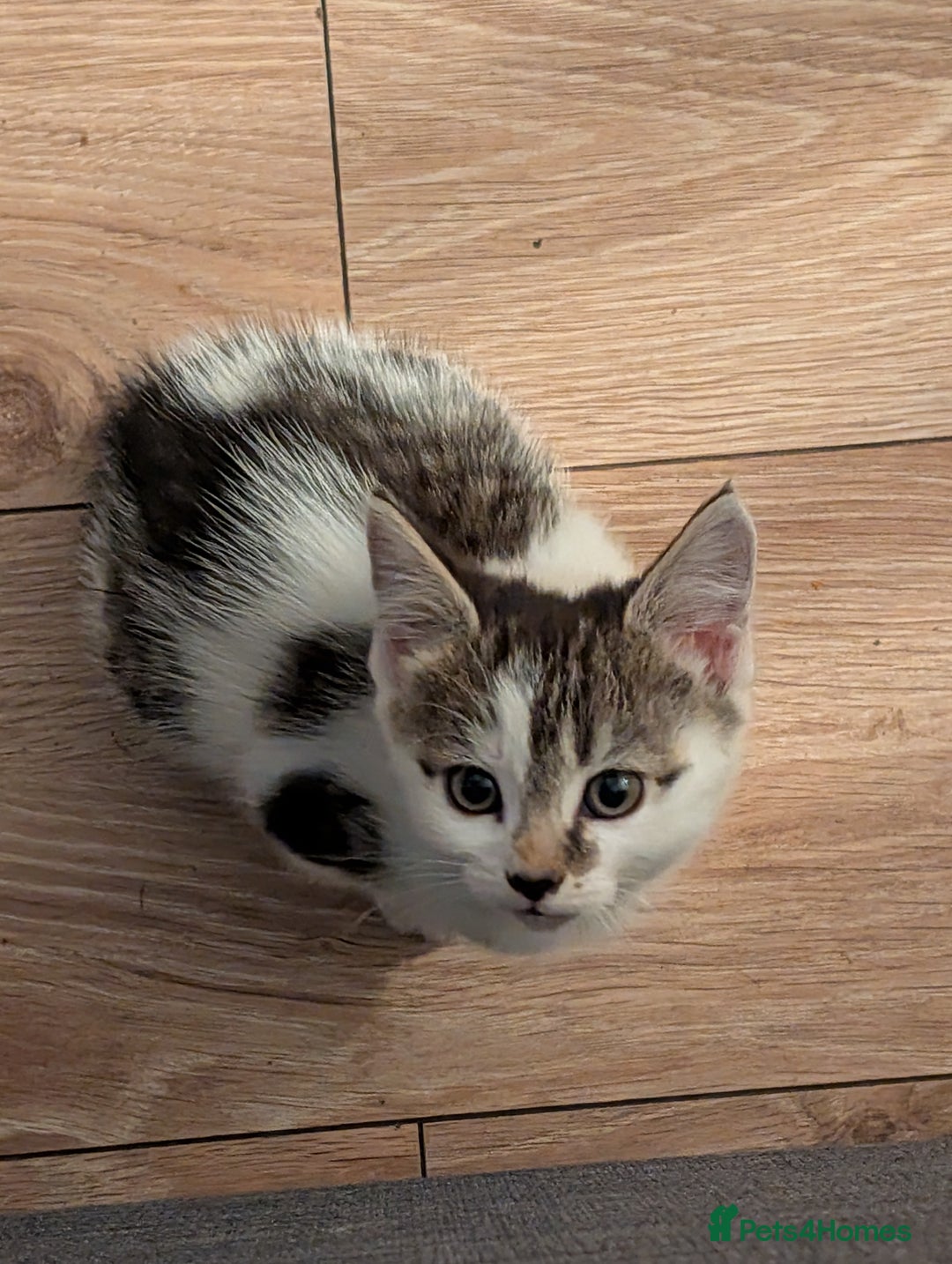Mixed Breed cats for sale: Mix breed maine coon cross - Image 3