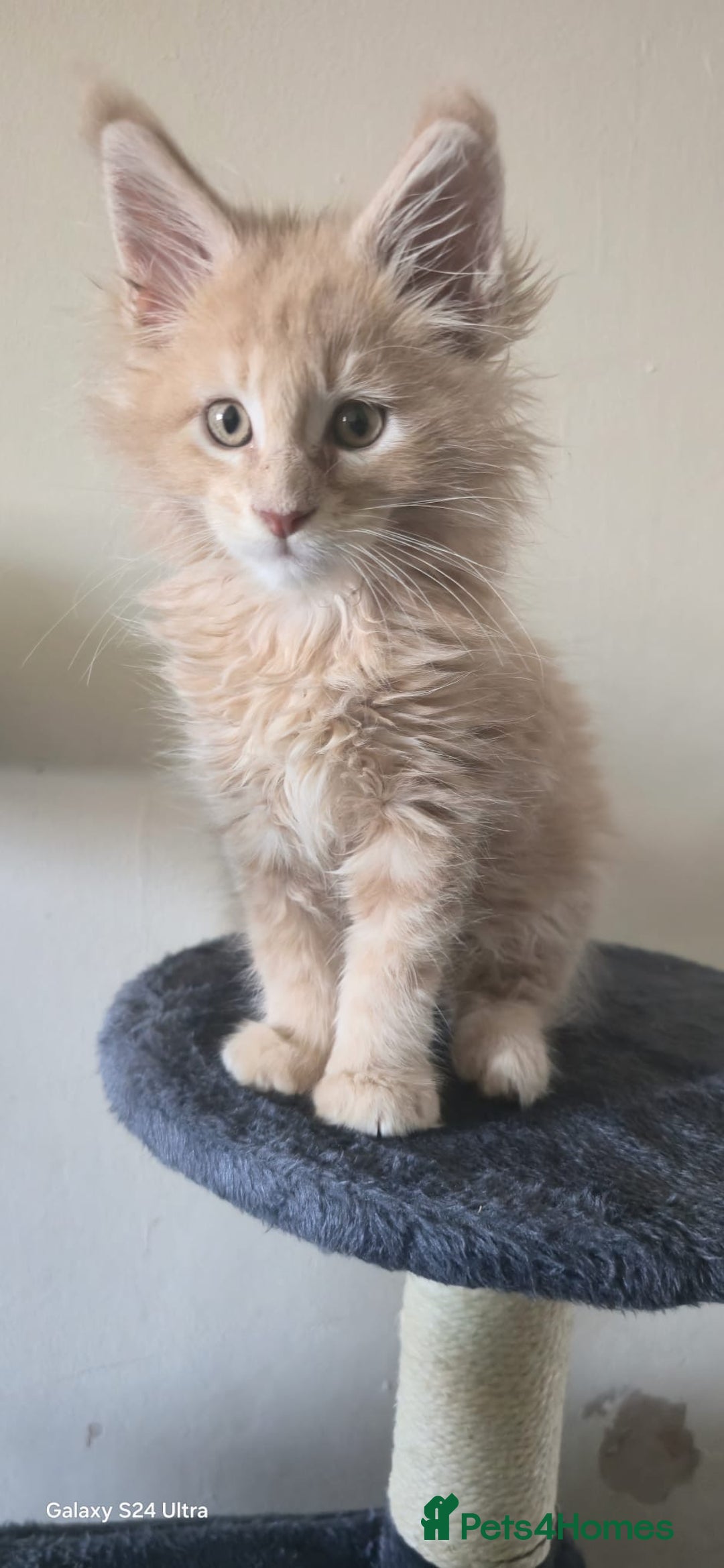 Maine Coon cats for sale: 8 month old Maine coon  - Advert 5