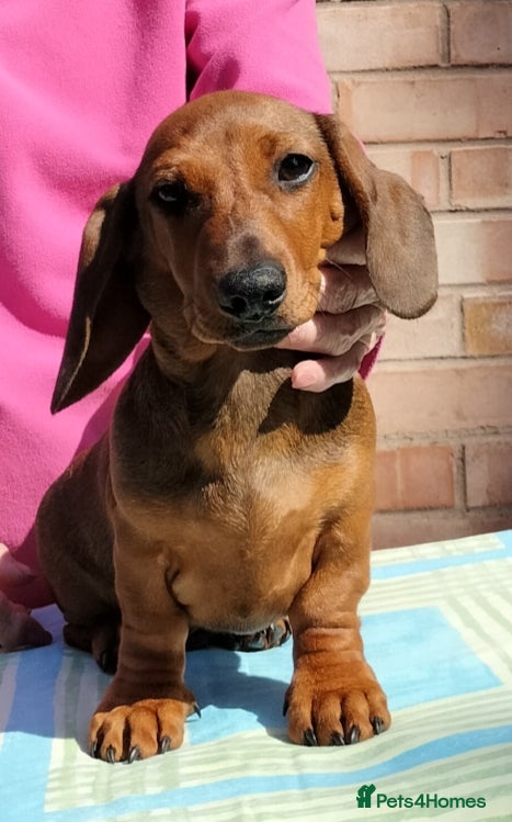 Dachshund dogs Miniature Smooth Haired Dachshund  - Advert 2