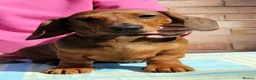 Dachshund dogs for sale: Miniature Smooth Haired Dachshund  in Wigston - Advert 1