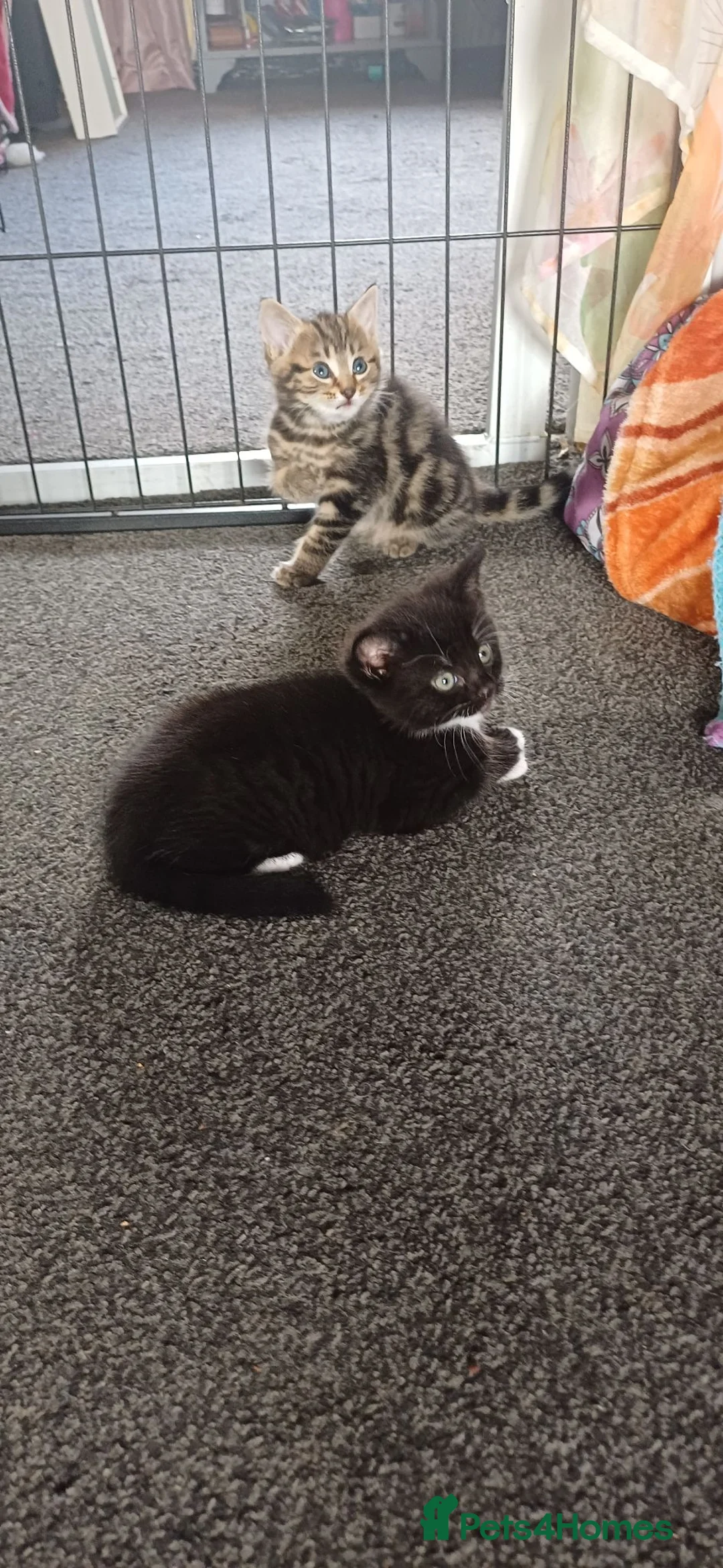 Siberian cats for sale: Siberian cross  - Advert 2