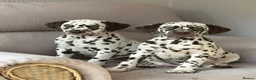 Dalmatian dogs for sale: Exceptional Dalmatian Puppies.  - Advert 28